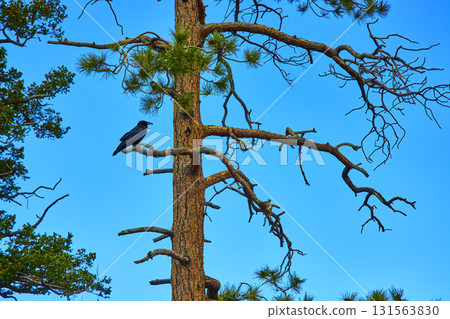 Raven Perched on Pine Tree Against Clear Blue Sky in Utah Wilderness Raven Perched on Pine Tree Against Clear Blue Sky in Utah Wilderness 131563830