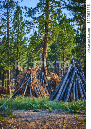 Burning Piles Of Pine Branches In Forest Clearing Bryce Canyon National Park 131563858