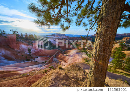 Pine Tree and Hoodoos at Sunrise Bryce Canyon National Park Utah Landscape 131563901