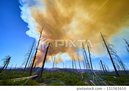 Forest Fire Smoke Dead Trees and Sun in Utah Wilderness 131563910