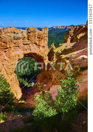 Natural Bridge Arch Red Rock Cliffs Forest View Bryce Canyon National Park 131563917