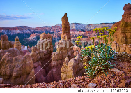 Wildflower Close Up with Hoodoos and Dramatic Canyon View at Sunrise 131563920