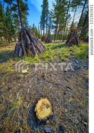 Burning Piles and Pine Trees with Freshly Cut Stump in Forest Clearing 131563931