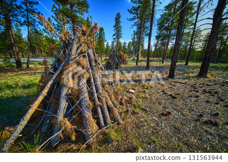 Burning Piles of Dry Branches Forest Management and Pine Trees in Sunlit Utah Woods 131563944