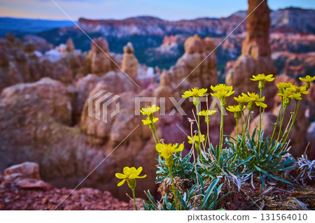 Wild Yellow Flower Close Up with Hoodoos at Sunrise Bryce Canyon National Park 131564010