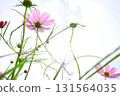 Cosmos flowers against the blue sky 131564035