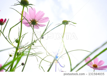 反對藍天的波斯菊花 反對藍天的波斯菊花 131564035