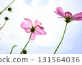 Cosmos flowers against the blue sky 131564036