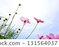 Cosmos flowers against the blue sky 131564037