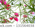 Cosmos flowers against the blue sky 131564038
