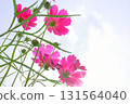 Cosmos flowers against the blue sky 131564040