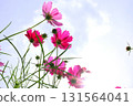 Cosmos flowers against the blue sky 131564041
