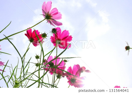 Cosmos flowers against the blue sky 131564041