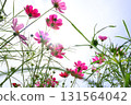 Cosmos flowers against the blue sky 131564042