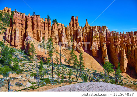 Bryce Canyon Hoodoos and Pine Trees Under Bright Blue Sky in Utah Bryce Canyon Hoodoos and Pine Trees Under Bright Blue Sky in Utah 131564057