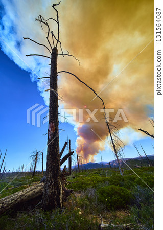 Charred Tree Wildfire Smoke Plume and Sun Over Burned Forest Landscape Charred Tree Wildfire Smoke Plume and Sun Over Burned Forest Landscape 131564087