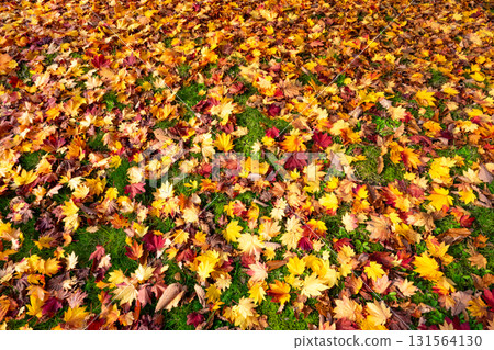 北海道公園裡發現的一片色彩繽紛的枯葉田 北海道公園裡發現的一片色彩繽紛的枯葉田 131564130