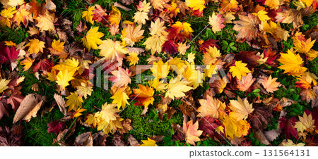 北海道公園裡發現的一片色彩繽紛的枯葉田 北海道公園裡發現的一片色彩繽紛的枯葉田 131564131