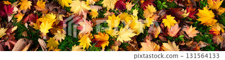 A colorful field of dead leaves found in a park in Hokkaido 131564133