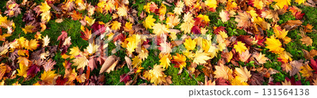 A colorful field of dead leaves found in a park in Hokkaido 131564138
