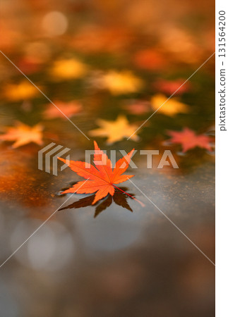 Red maple leaves floating on the water in autumn 131564200