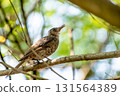 A young brown-eared bulbul calling its parent 131564389