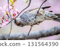 Bulbul sniffing cherry blossoms 131564390