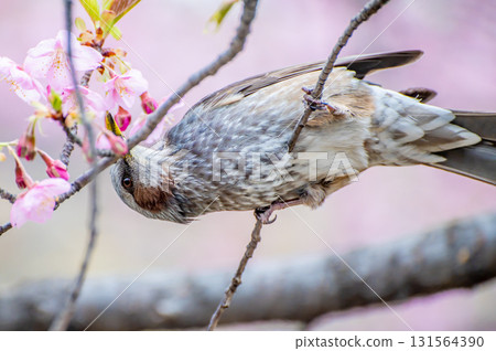 Bulbul sniffing cherry blossoms 131564390