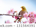 Blue sky, Kawazu cherry tree and Japanese white-eye 131564391