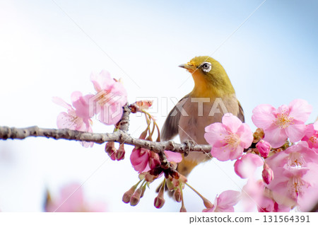 Blue sky, Kawazu cherry tree and Japanese white-eye 131564391