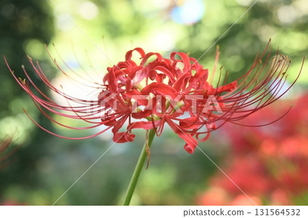 美麗的簇生孤挺花，背景虛化，閃閃發光 131564532