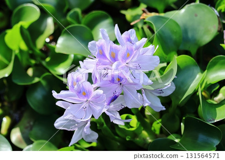 Water hyacinth ⑦ 131564571