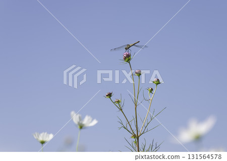 Blue sky, white cosmos flowers and dragonflies 131564578