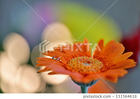 橙色的非洲菊 131564618