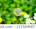 Dandelion seed flowers Taraxacum officinale. Dandelion on spring sunny day 131564667