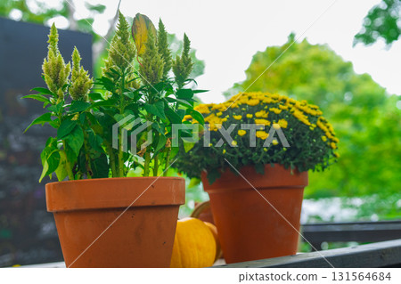 箱根的萬聖節南瓜 131564684