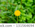 Yellow dandelion flowers Taraxacum officinale. Dandelion on spring sunny day 131564694