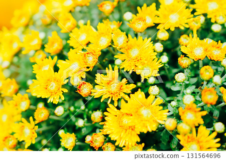 Halloween pumpkins in Hakone 131564696