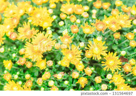 Halloween pumpkins in Hakone 131564697