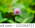 Red clover. Meadow flower. Medicinal plant. Women's health. Clover extract 131564721