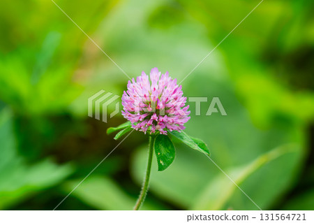 Red clover. Meadow flower. Medicinal plant. Women's health. Clover extract 131564721