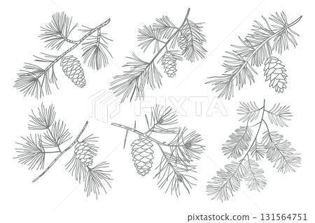 Set of pine branches with cones. Branches of pine trees with cones. Hand drawn illustration. 131564751