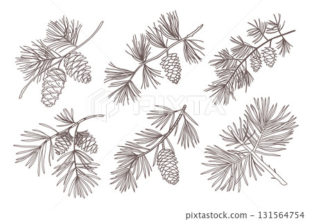 Set of pine branches with cones. Branches of pine trees with cones. Hand drawn illustration. 131564754