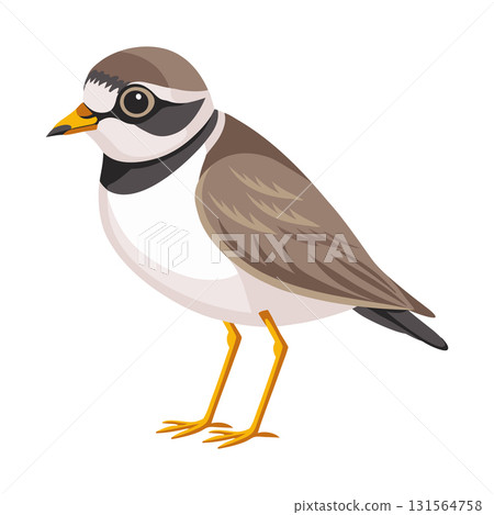 Little ringed plover Bird. Ringed plover bird isolated on white background. Fauna. Ornithology Illustration. 131564758