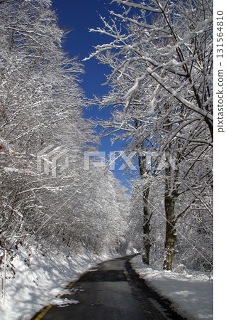 Winter landscape trees under snow Winter landscape trees under snow 131564810