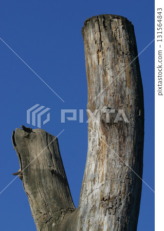 Dead tree Dead tree 131564843