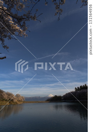 日本春日風景-櫻花與富士山 日本春日風景-櫻花與富士山 131564956