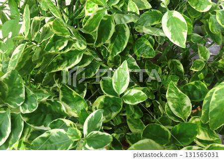 Alocasia Buddha's Hand Plant, Tropical Leaf Background 131565031