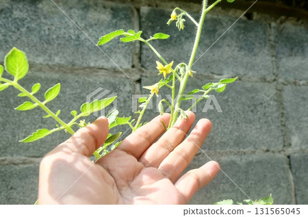Gardener Inspecting Tomato Flower Health for Future Harvest 131565045