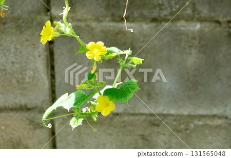 Cucumber Vine Yellow Flowers with Trellis Growing Plant Cucumber Vine Yellow Flowers with Trellis Growing Plant 131565048
